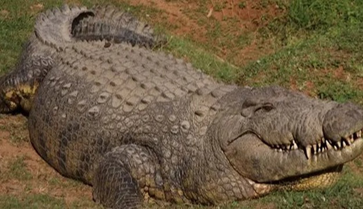 Oldest-crocodile. Jpeg