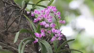 Kopou phool