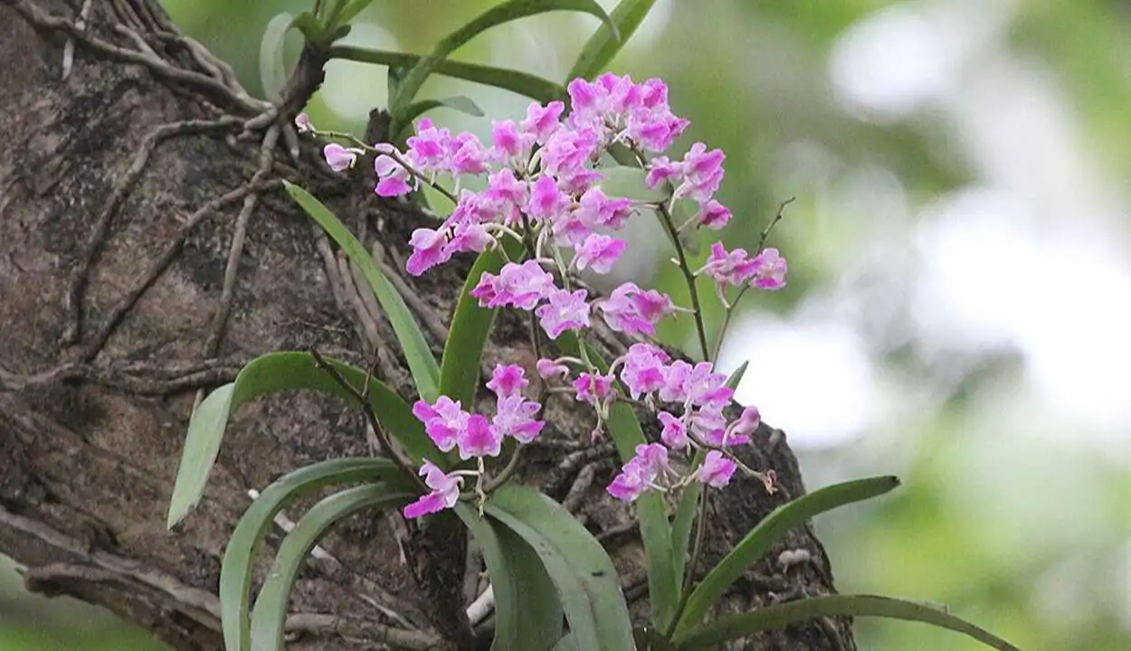 Kopou phool