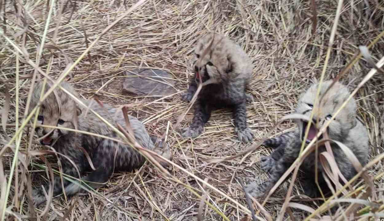 Madhya pradesh chief minister mohan yadav