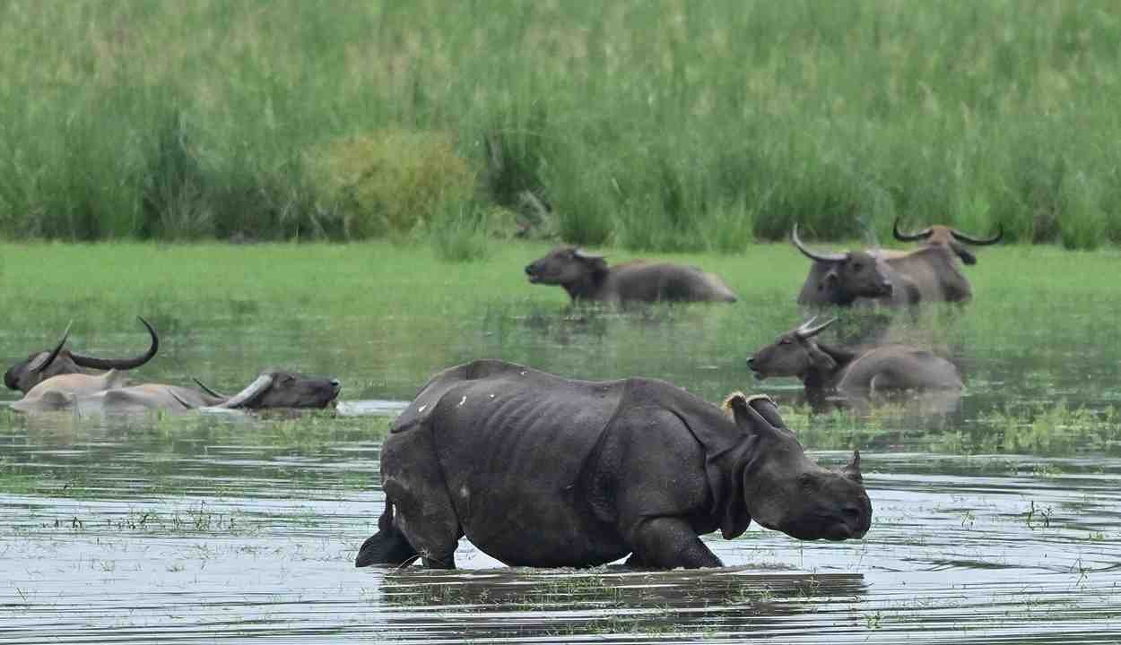 Kaziranga national park