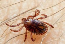 Congo virus