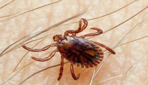 Congo virus
